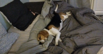 cloé  pet sitter à Montcourt-Fromonville 77140_2