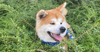 Thuy-Anh pet sitter à Arcueil 94110_25