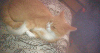 manon pet sitter à VANDOEUVRE LES NANCY 54500_6