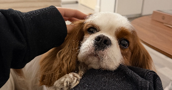 tatia dog sitter à PARIS 03 75003_4