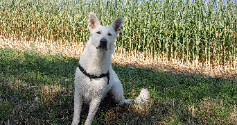 adèle pet sitter à Toulouse 31000_0