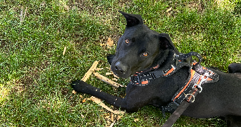 ophélie pet sitter à PONT L EVEQUE 14130_3