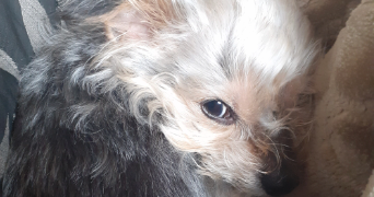 jessica pet sitter à LOUVIERS 27400_1
