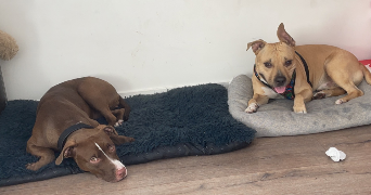 lorentzia pet sitter à EVRY COURCOURONNES 91000_4