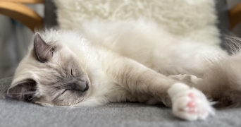 raphael pet sitter à Gennevilliers 92230_1