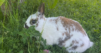 manon pet sitter à BEAUPUY 31850_4