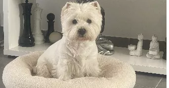 christine pet sitter à Vergeze 30310