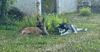 johana pet sitter à EPIEDS 27730_4