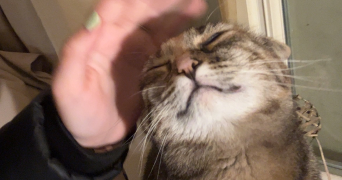 anaïs pet sitter à ATHIS MONS 91200_1