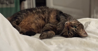 ana pet sitter à Neuilly sur Seine 92200_0