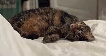 ana pet sitter à Neuilly sur Seine 92200