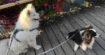 joanne pet sitter à BLAIN 44130_2