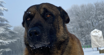 kyllian pet sitter à PONTCARRE 77135_1