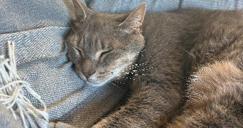 ingrid pet sitter à NANTES 44200_1