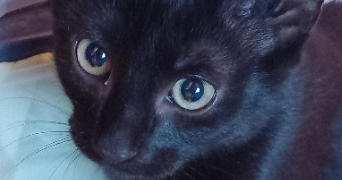 typhanie pet sitter à BOUZONVILLE 57320_3