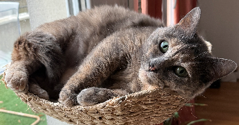 sophie cat sitter à COLOMBES 92700_1