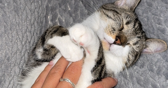 melissa pet sitter à ST JEAN DE BRAYE 45800_1