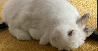 enzo pet sitter à TOULON 83000_3