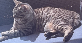 sandra pet sitter à ACHERES 78260_2