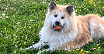 aurélia pet sitter à DIJON 21000_1