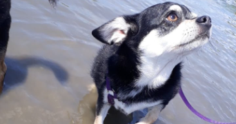 julie pet sitter à MERIGNAC 33700_2