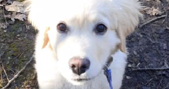 maëla pet sitter à BEGLES 33130_13
