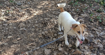 céline dog sitter à VEYNES 05400_2