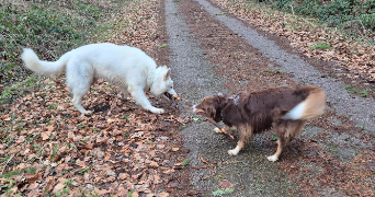 Aurelie pet sitter à Plou 18290_4