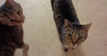 nadège pet sitter à METZ 57070_6