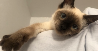 cécilia pet sitter à RUEIL MALMAISON 92500_4
