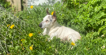 enzo pet sitter à AMIENS 80080_0