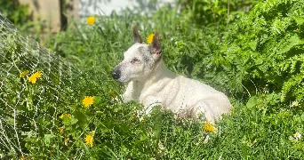 enzo pet sitter à AMIENS 80080