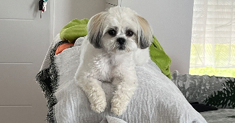 agnès pet sitter à VANNES SUR COSSON 45510_9