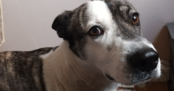 mathilde pet sitter à CLERMONT FERRAND 63000_7