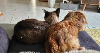 alaïs pet sitter à GRENOBLE 38000