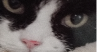 roxanne pet sitter à VINGRAU 66600_2