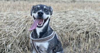 marina pet sitter à Mont saint aignan 76130_1
