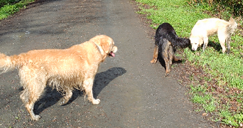 chrystelle pet sitter à BEAUPREAU EN MAUGES 49600_1