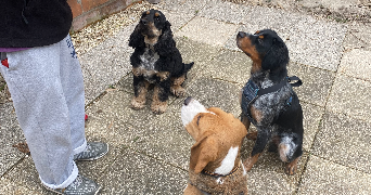 Thuy-Anh pet sitter à Arcueil 94110_20