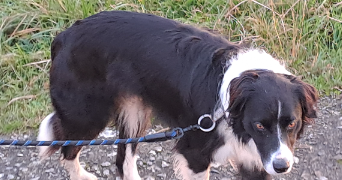 jean pierre pet sitter à PIBRAC 31820_16