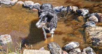 jeanne pet sitter à PESSAC 33600_1