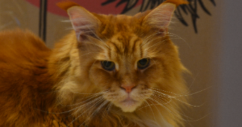 morgane pet sitter à STRASBOURG 67100_3