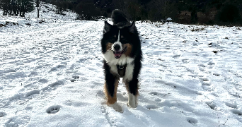 mme pet sitter à CALAVANTE 65190_3