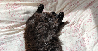 beatrice pet sitter à SACLAY 91400_2