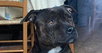 carla pet sitter à SEVREY 71100