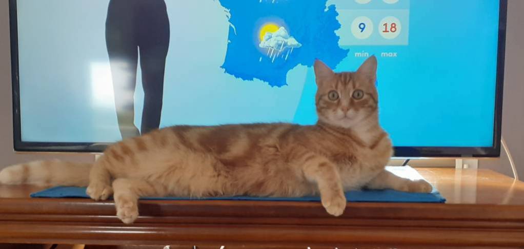 béatrice cat sitter à Douai 59500_7