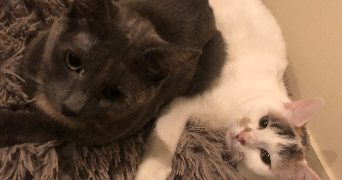hélène pet sitter à ARRAS 62000_0