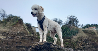 megane pet sitter à AVORD 18520_2