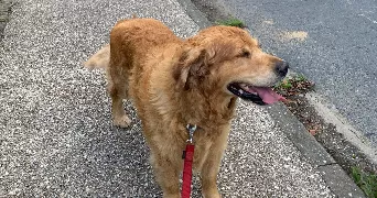 joséphine pet sitter à SAINS EN AMIENOIS 80680