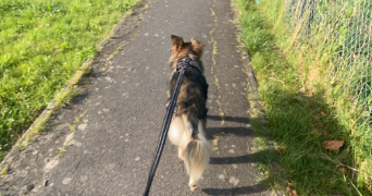 eve pet sitter à MAROLLES EN HUREPOIX 91630_2